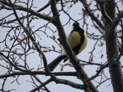 Parus major