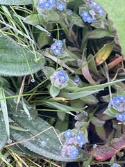 Myosotis