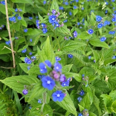 Pentaglottis sempervirens