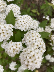 Spiraea cantoniensis