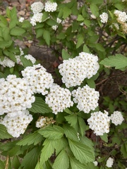 Spiraea cantoniensis