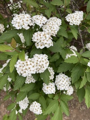 Spiraea cantoniensis