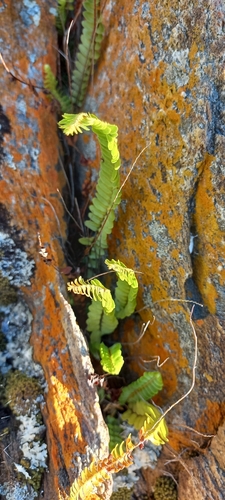 Image of Asplenium cordatum by (c) Adele SL, some rights reserved (CC BY)