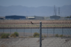 Haemorhous mexicanus