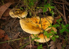 Austropaxillus mcnabbii