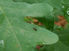 Camponotus subbarbatus