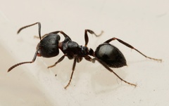 Notoncus ectatommoides