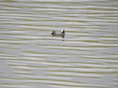 Fulica atra