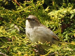 Passer domesticus