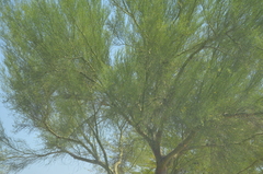 Parkinsonia