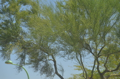 Parkinsonia florida