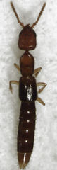 Whangareiella fulvipes