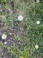 Leucanthemum vulgare