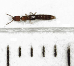Whangareiella fulvipes