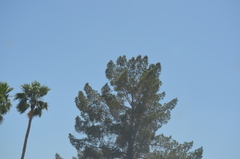 Pinus
