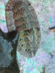 Rhyssoplax polita