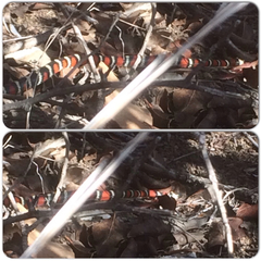 Lampropeltis multifasciata