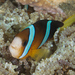 Clark's Anemonefish - Photo (c) Mark Rosenstein, some rights reserved (CC BY-NC-SA)