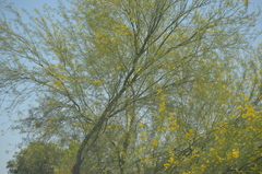 Parkinsonia florida