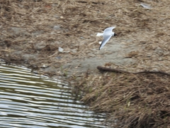 Chroicocephalus ridibundus