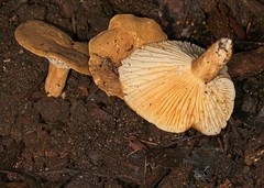 Lactifluus leonardii
