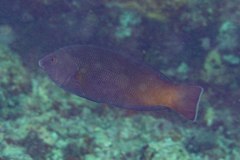 Anampses geographicus