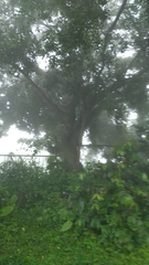 Ficus microcarpa microcarpa