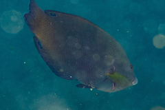 Anampses geographicus