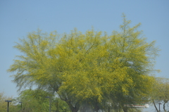 Parkinsonia