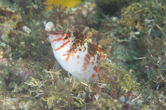 Cirrhitichthys falco