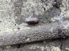 Cylisticus convexus