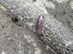 Cylisticus convexus