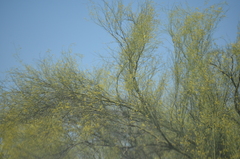 Parkinsonia