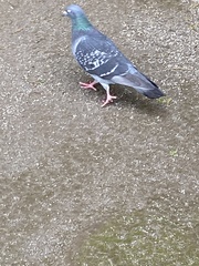 Columba livia domestica