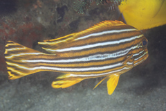 Plectorhinchus polytaenia