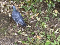 Columba livia domestica