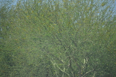 Parkinsonia