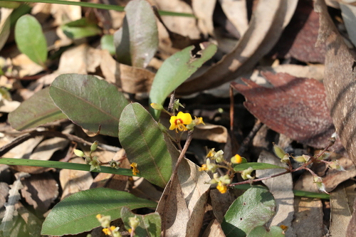 Image of Netted Shaggy Pea (Podolobium scandens) by (c) Greg Tasney, some rights reserved (CC BY-SA)