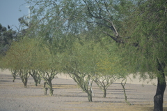 Parkinsonia