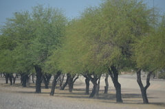 Prosopis velutina