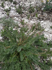 Astragalus onobrychis