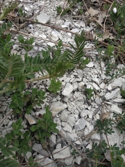 Astragalus onobrychis
