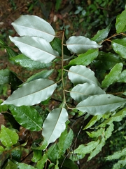 Elaeagnus thunbergii