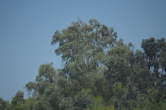 Eucalyptus