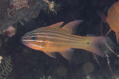 Yellow-Lined Cardinalfish photo 2