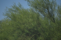 Parkinsonia