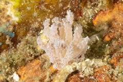 Phyllodesmium tuberculatum