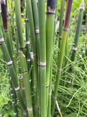 Equisetum hyemale