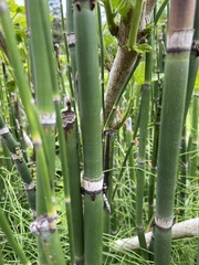 Equisetum hyemale