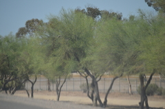 Parkinsonia